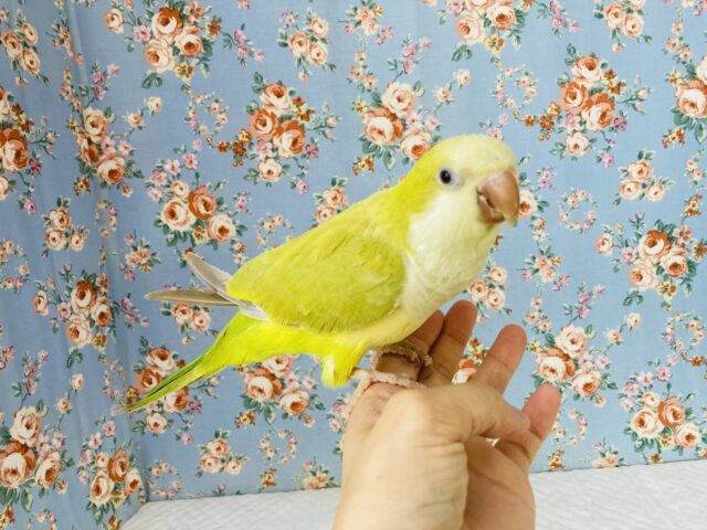 オキナインコ