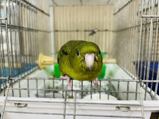 サザナミインコ