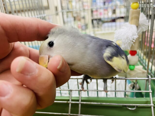 コザクラインコ（小桜インコ）