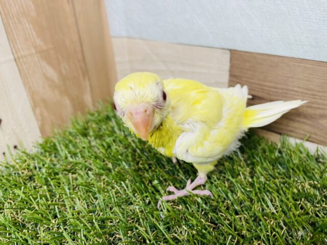 ビセイインコ（美声インコ）