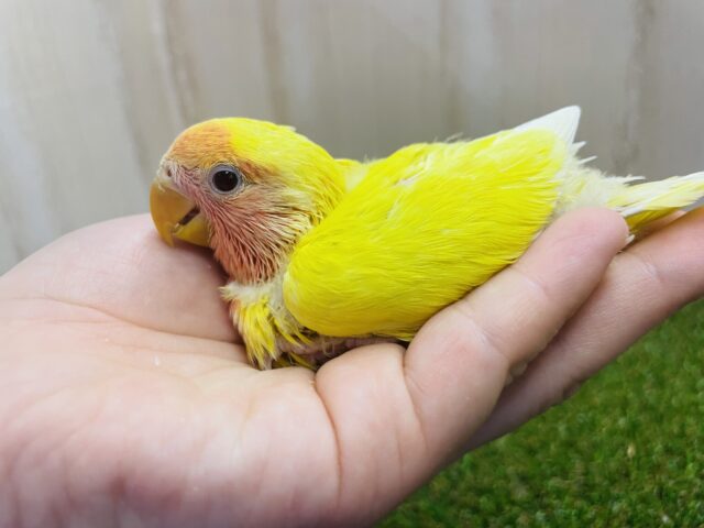 コザクラインコ（小桜インコ）