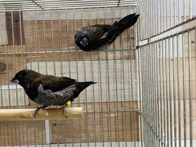 ヨーロッパ十姉妹