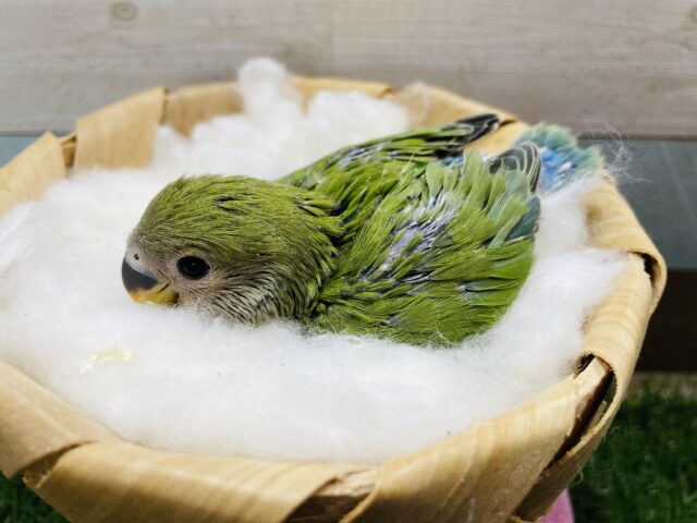 コザクラインコ（小桜インコ）