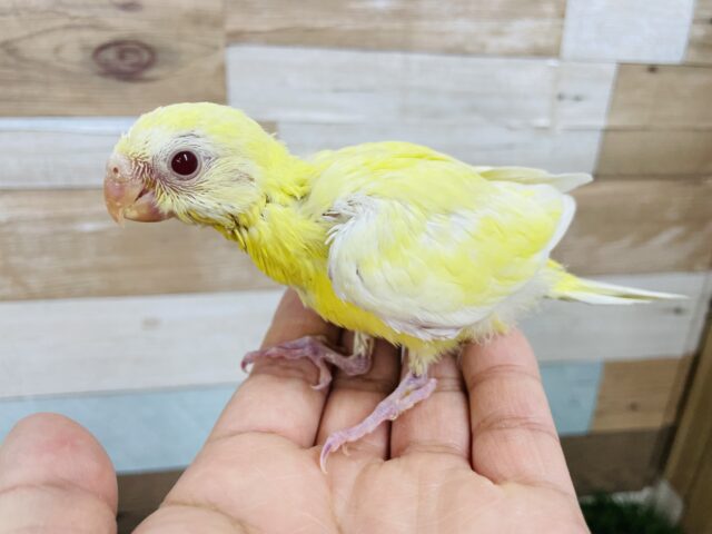 ビセイインコ（美声インコ）