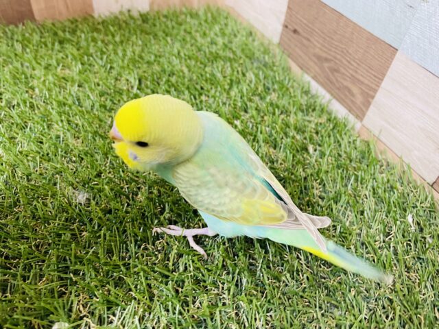 セキセイインコ