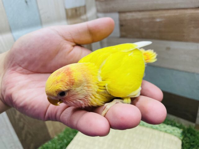 コザクラインコ（小桜インコ）