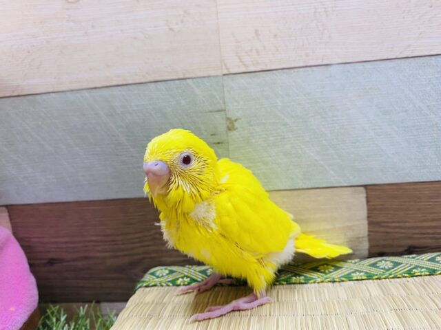 セキセイインコ