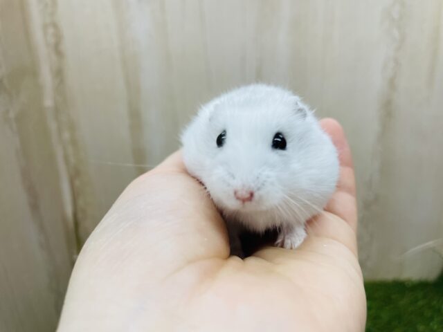 ドワーフハムスターの1種