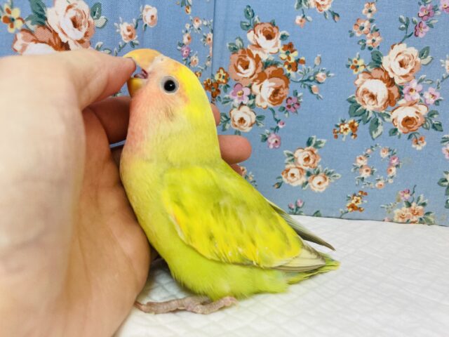 コザクラインコ（小桜インコ）