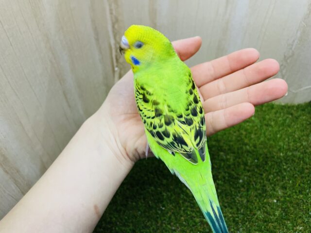 セキセイインコ