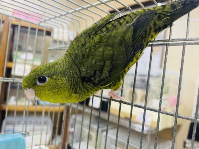 サザナミインコ