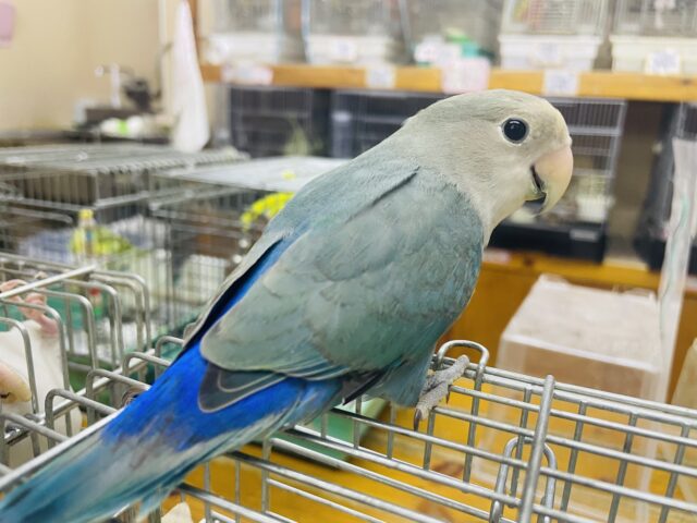 コザクラインコ（小桜インコ）