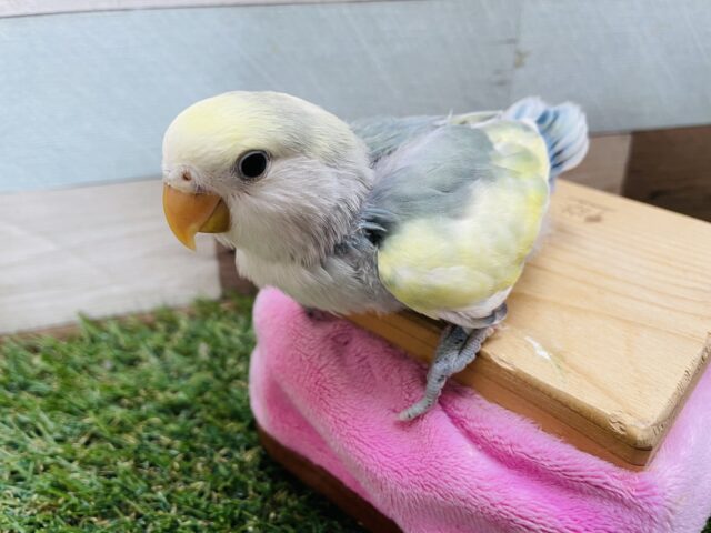 コザクラインコ（小桜インコ）