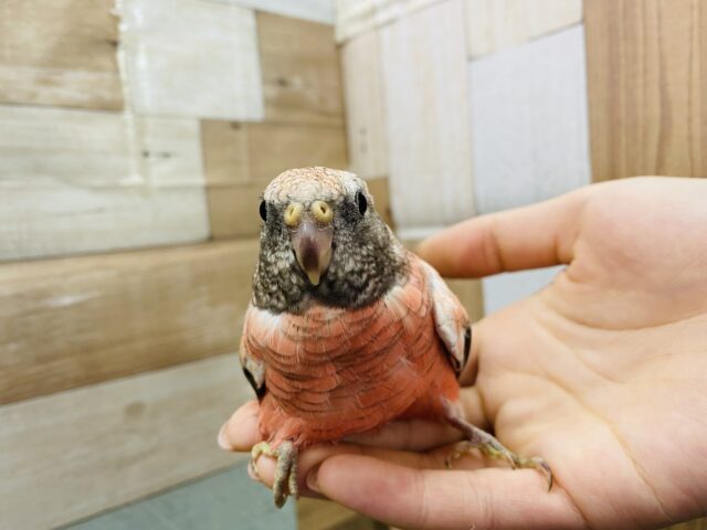 アキクサインコ（秋草インコ）