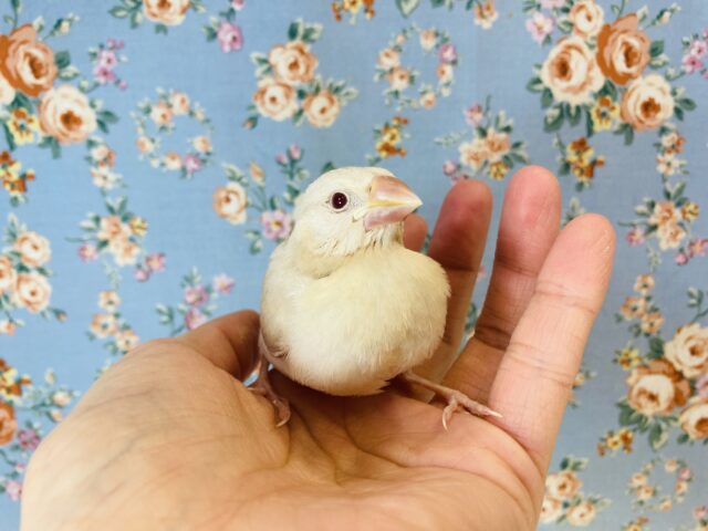 シナモン文鳥