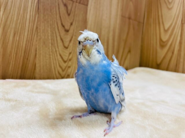 羽衣セキセイインコ