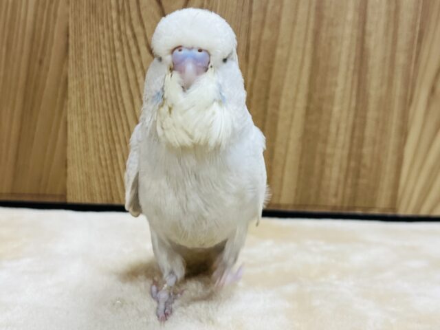 ジャンボセキセイインコ