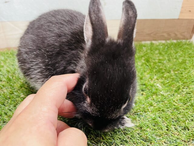 ネザーランドドワーフ