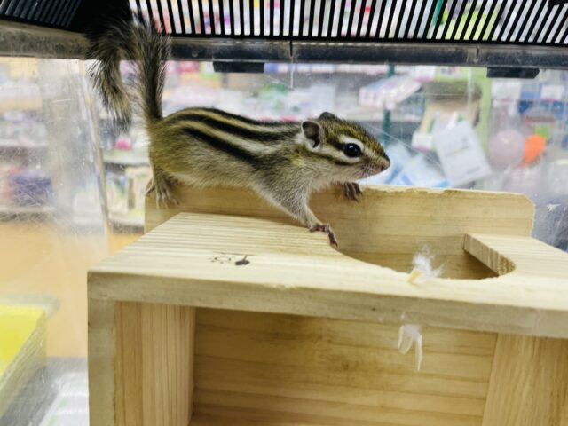 シマリス（ノーマル）