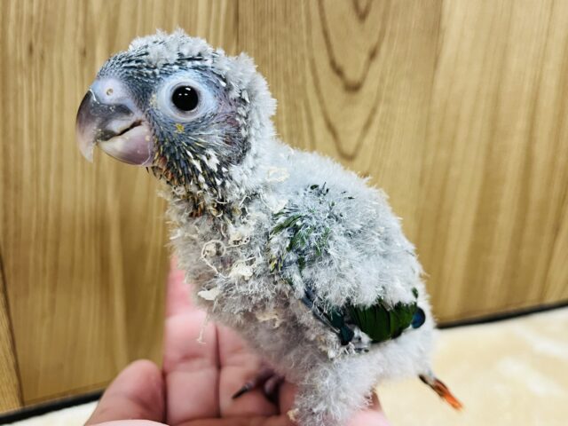 ホオミドリウロコインコ
