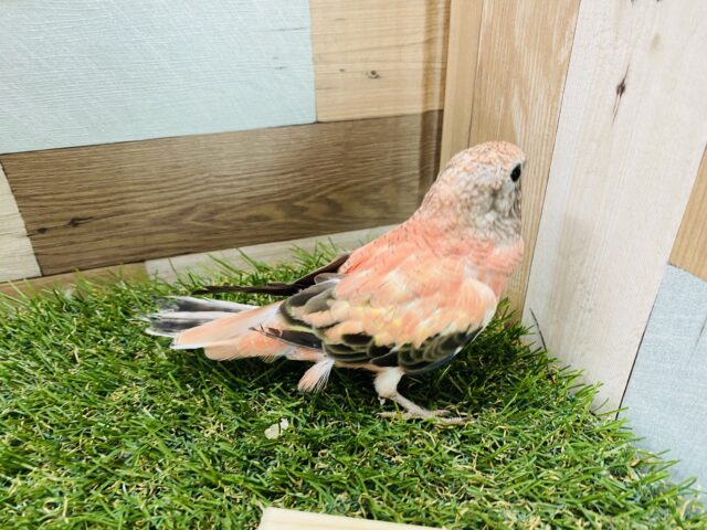 最新画像あります☆ヒナ餌卒業のロゼちゃんです♪アキクサインコのローズ! アキクサインコ(秋草インコ)