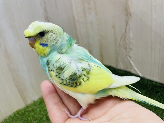 羽衣セキセイインコ