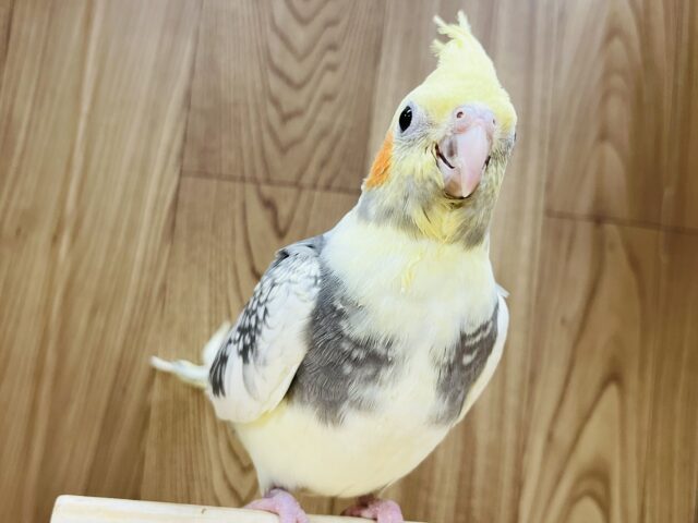 オカメインコ