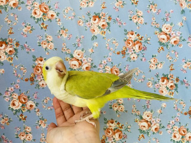 オキナインコ