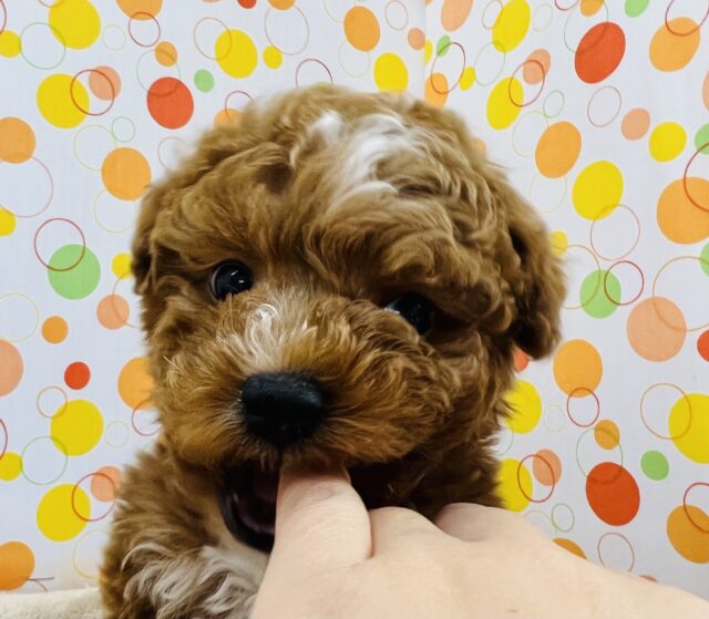 元気いっぱいなプードルが来ました! トイプードル