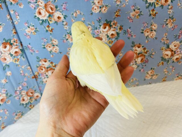 サザナミインコ