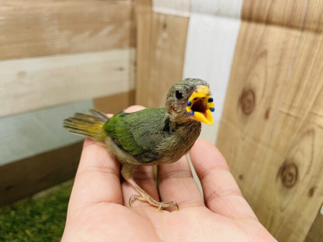 ヒノマルチョウ（日の丸鳥）