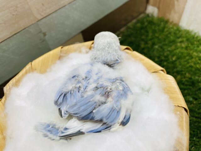 コザクラインコ（小桜インコ）