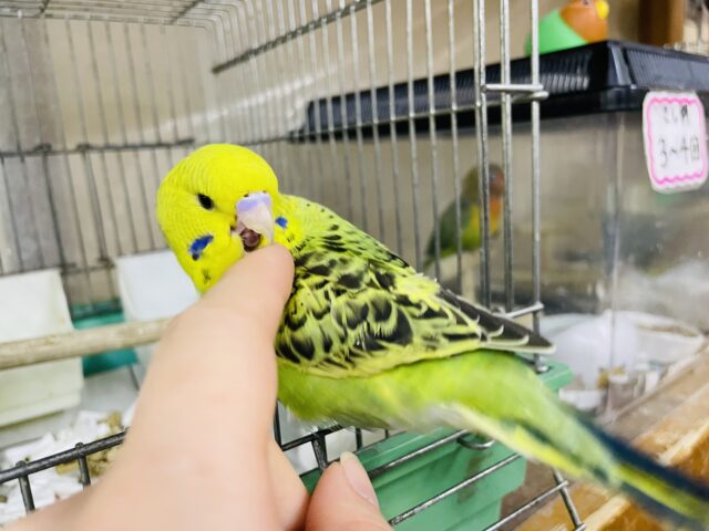 ジャンボセキセイインコ
