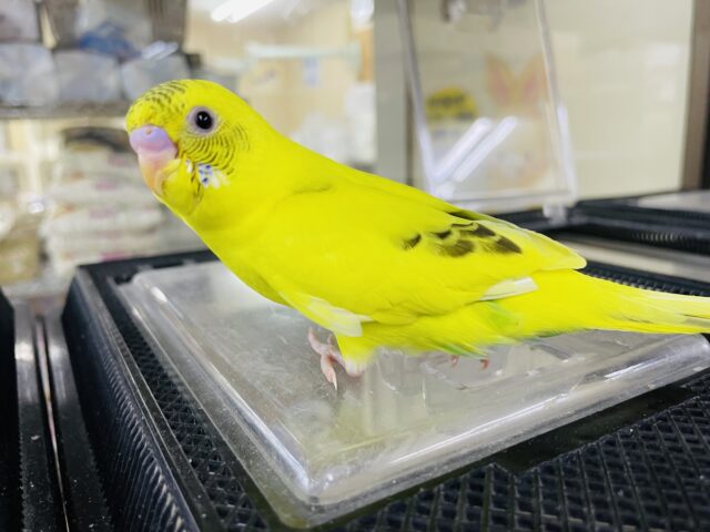 セキセイインコ