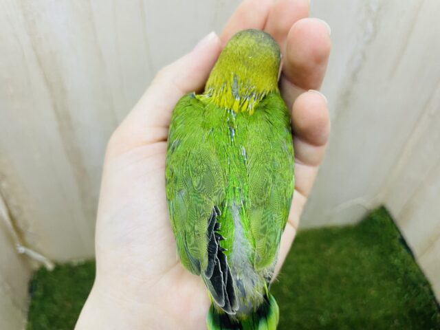 キエリボタンインコ