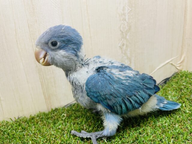 オキナインコ