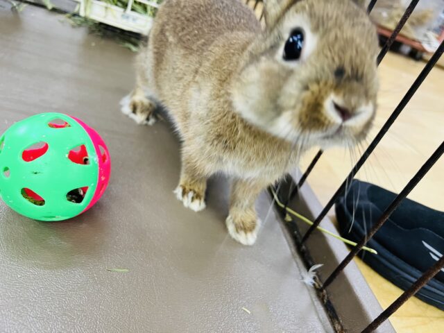 ネザーランドドワーフ