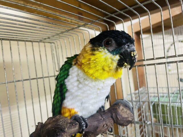 ズグロシロハラインコ