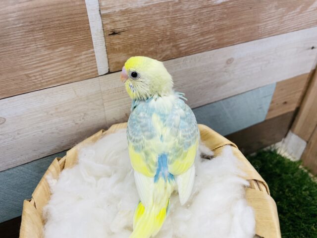 セキセイインコ