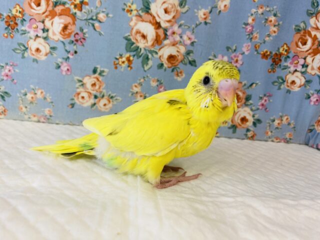 元気いっぱいビタミンカラー🌟手乗りセキセイインコ(イエローハルクイン)🕊✨ セキセイインコ