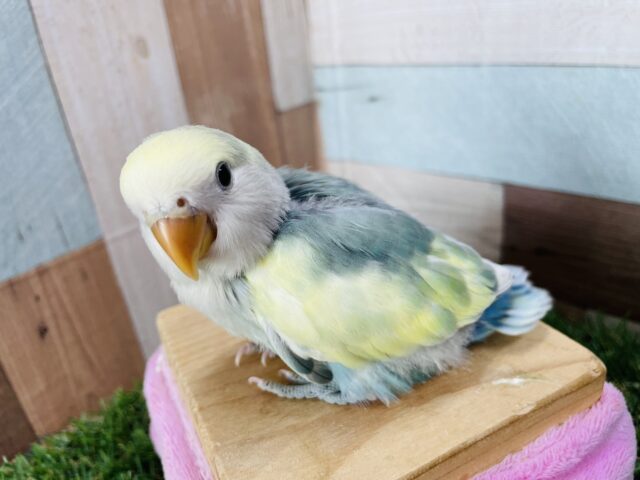 コザクラインコ（小桜インコ）