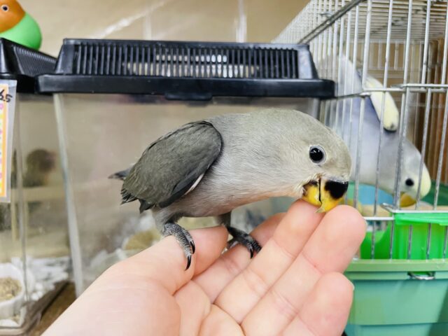 コザクラインコ（小桜インコ）