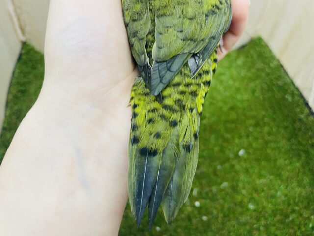 サザナミインコ