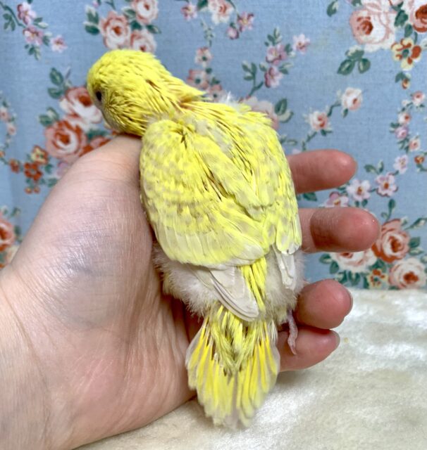 ジャンボセキセイインコ