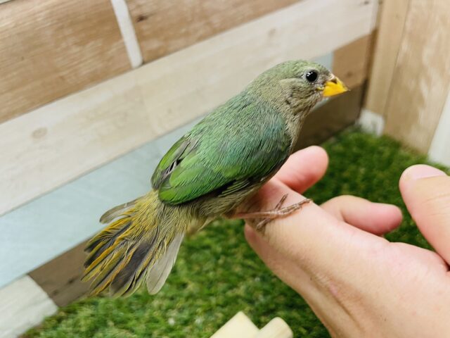 ヒノマルチョウ（日の丸鳥）
