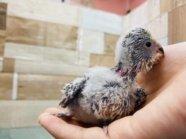 ジャンボセキセイインコ