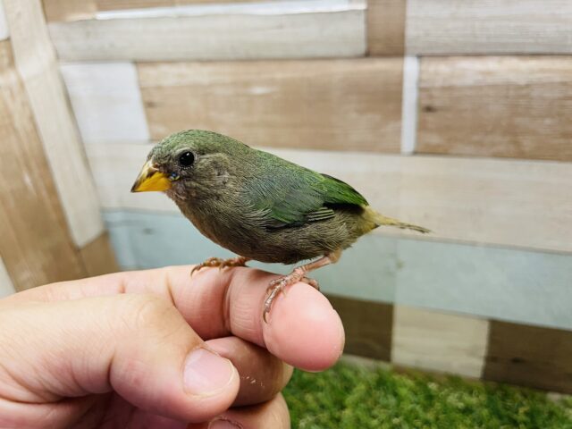 ヒノマルチョウ（日の丸鳥）