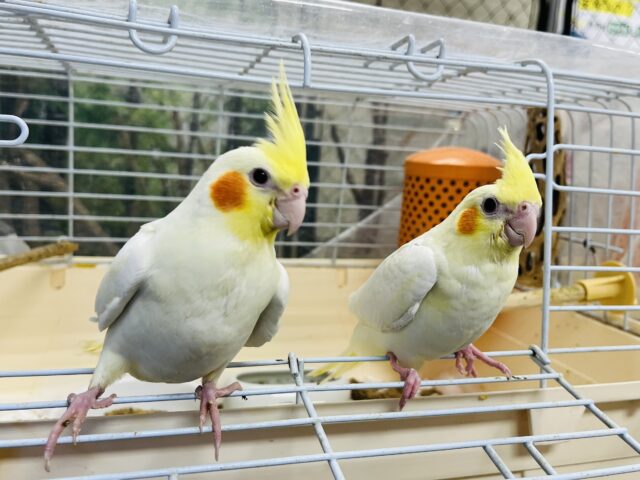 オカメインコ