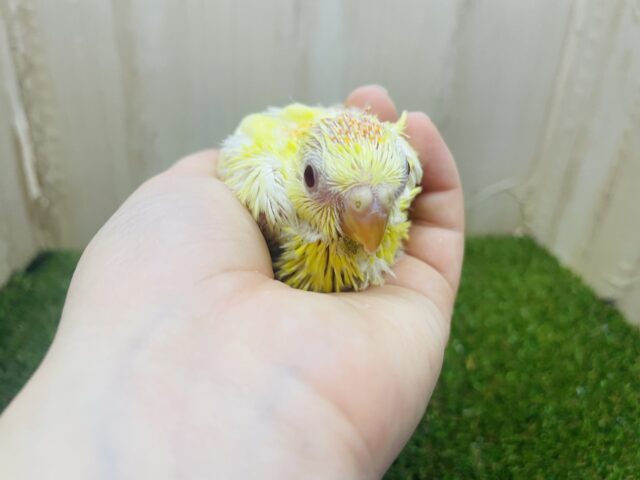 ビセイインコ（美声インコ）