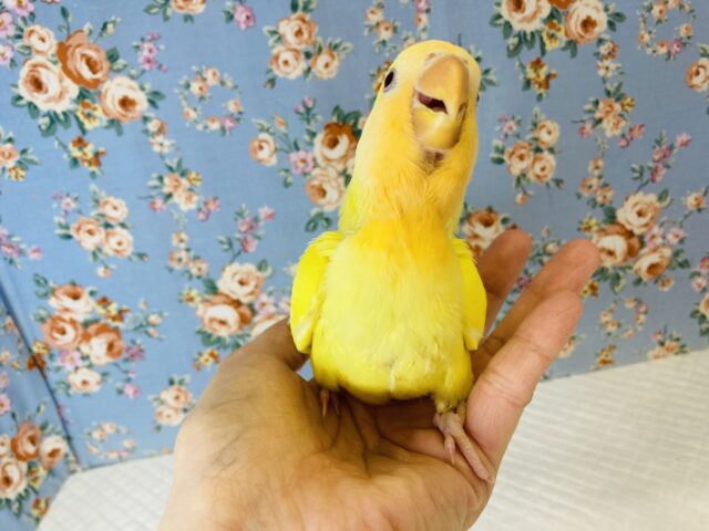 最新画像🌟激推し❤︎元気いっぱいアピールするよ🌞✨手乗りコザクラインコ(ルチノー)🪶✨ コザクラインコ(小桜インコ)